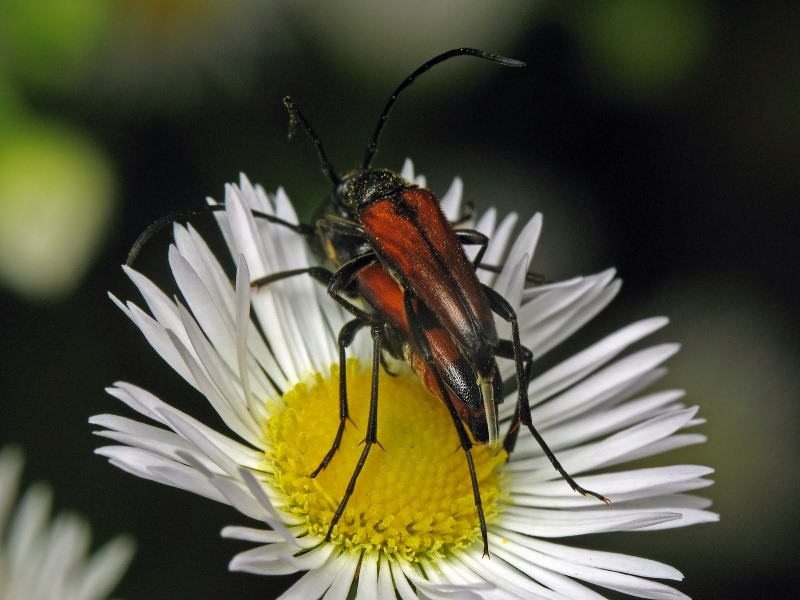 Stenurella bifasciata (Müller, 1776)